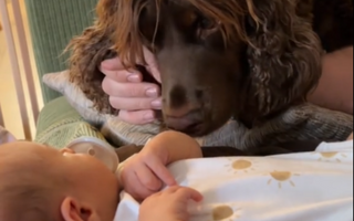 a dog looking at a baby