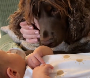 a dog looking at a baby