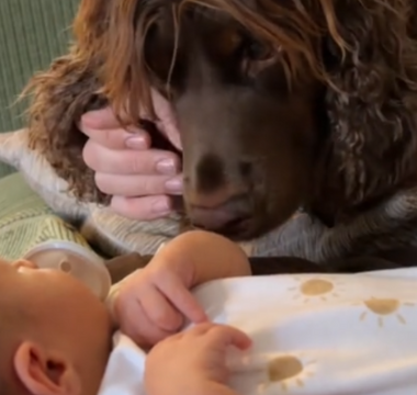 a dog looking at a baby