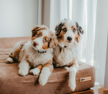 Building Good Sleep Habits Early: A Guide for New Puppy Parents