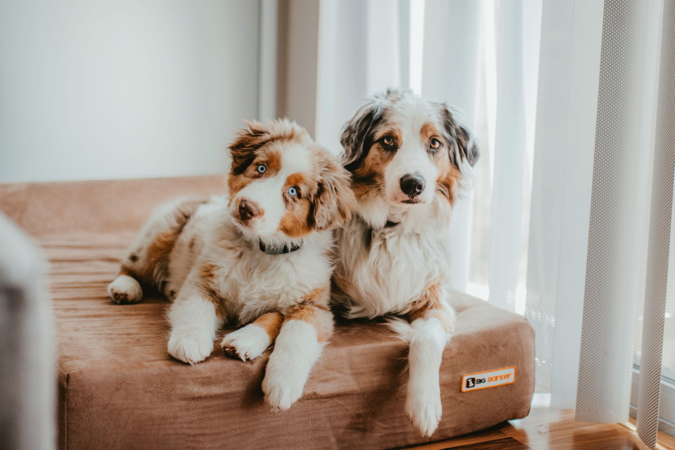 Building Good Sleep Habits Early: A Guide for New Puppy Parents