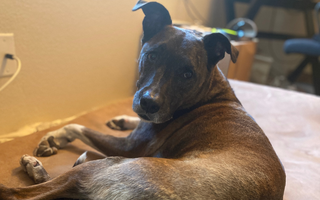 Real Relief for an Achy Greyhound Mix