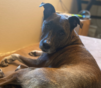 Real Relief for an Achy Greyhound Mix
