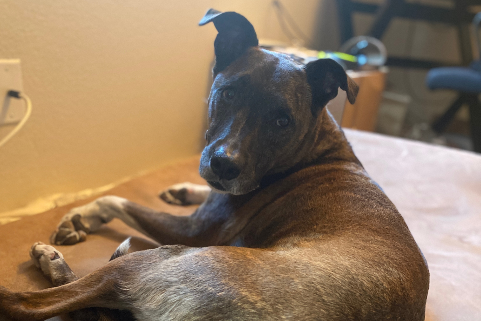 Real Relief for an Achy Greyhound Mix