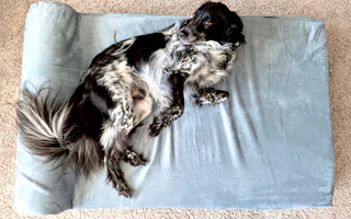 Mickey’s Story: A Bed of His Own, at Last