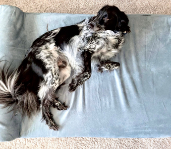 Mickey’s Story: A Bed of His Own, at Last
