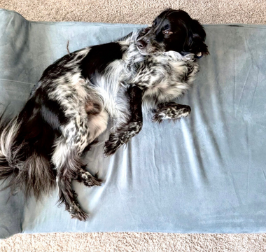 Mickey’s Story: A Bed of His Own, at Last