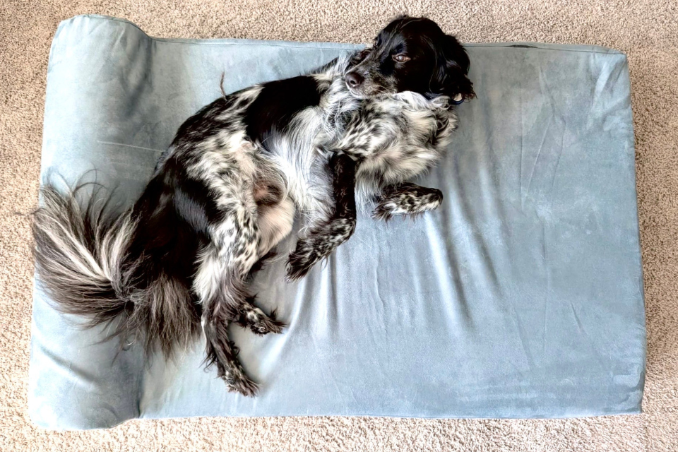 Mickey’s Story: A Bed of His Own, at Last