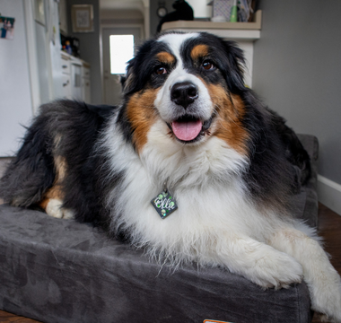 How to Build a Healthy Sleep Routine for Your Dog