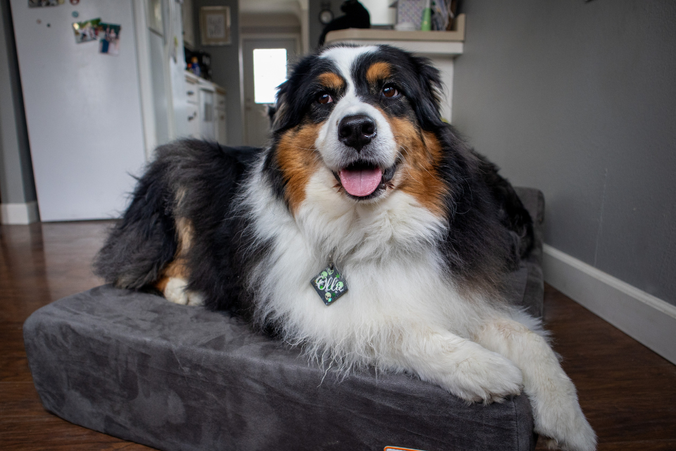 How to Build a Healthy Sleep Routine for Your Dog