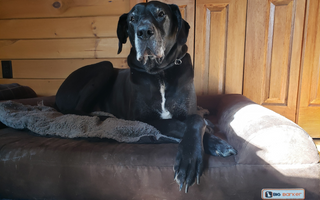 Why Wesley & Liesl Will Always Have a Barker Bed