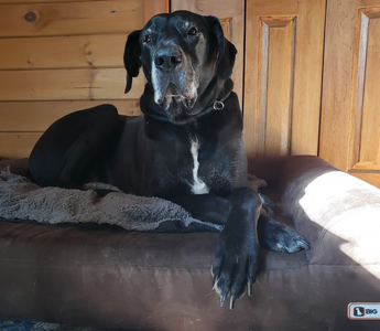 Why Wesley & Liesl Will Always Have a Barker Bed