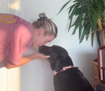 Bo the Chocolate Lab’s Sweet Pre-Dinner Request