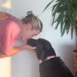 Bo the Chocolate Lab’s Sweet Pre-Dinner Request