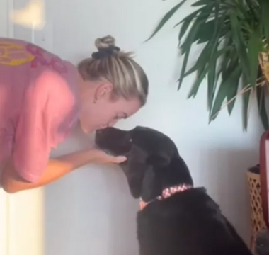 Bo the Chocolate Lab’s Sweet Pre-Dinner Request