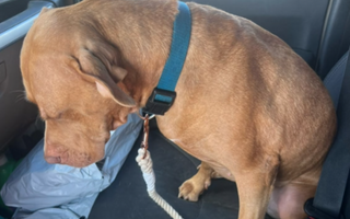 Franny’s Journey: From Shelter Sadness to a Forever Home