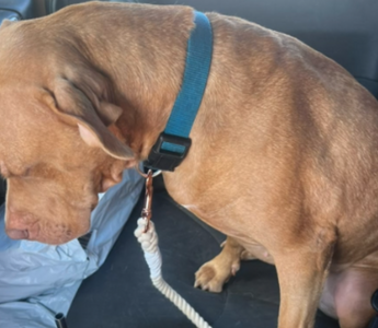 Franny’s Journey: From Shelter Sadness to a Forever Home
