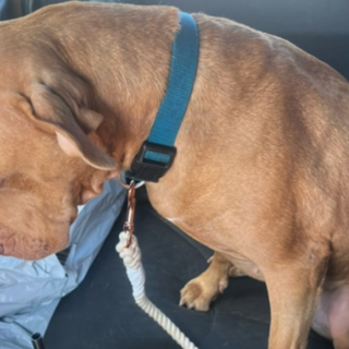 Franny’s Journey: From Shelter Sadness to a Forever Home