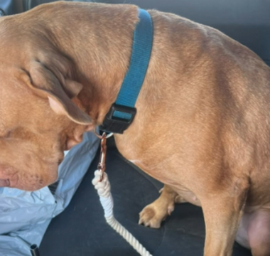 Franny’s Journey: From Shelter Sadness to a Forever Home