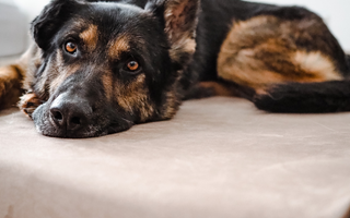 Low-Impact Activities to Keep Your Dog Moving