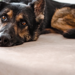 Low-Impact Activities to Keep Your Dog Moving