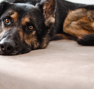 Low-Impact Activities to Keep Your Dog Moving