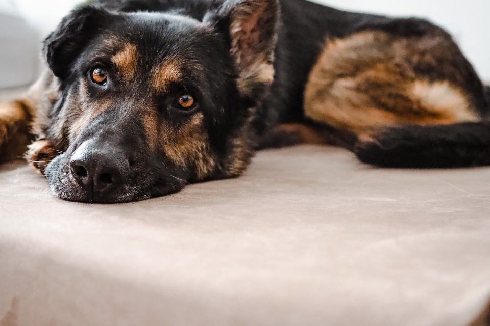 Low-Impact Activities to Keep Your Dog Moving
