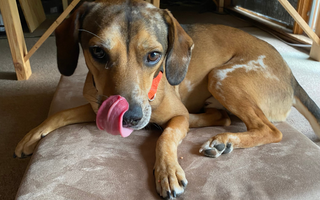 Brody’s Story: Finding the Perfect Bed