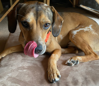 Brody’s Story: Finding the Perfect Bed