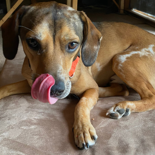 Brody’s Story: Finding the Perfect Bed
