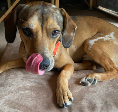 Brody’s Story: Finding the Perfect Bed