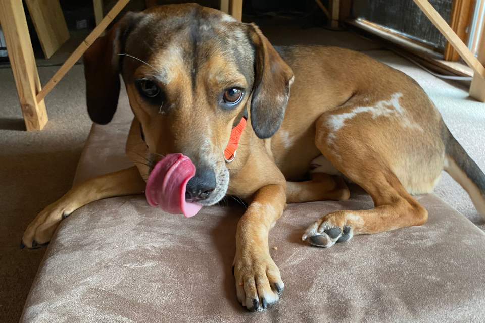 Brody’s Story: Finding the Perfect Bed