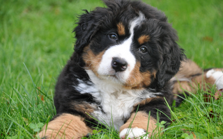 Is Curcumin Good for Your Dog?