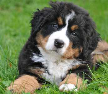 Is Curcumin Good for Your Dog?