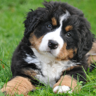Is Curcumin Good for Your Dog?