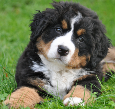 Is Curcumin Good for Your Dog?