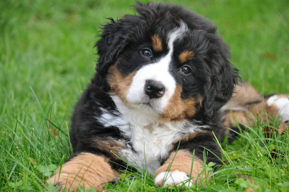 Is Curcumin Good for Your Dog?
