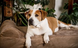 Signs Your Dog Might Be Struggling with Mobility