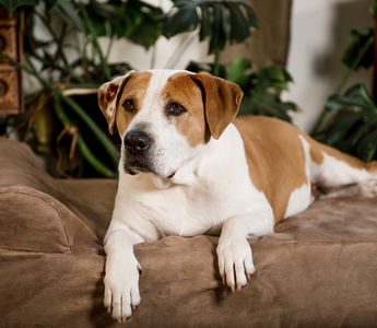 Signs Your Dog Might Be Struggling with Mobility