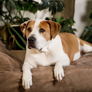 Signs Your Dog Might Be Struggling with Mobility