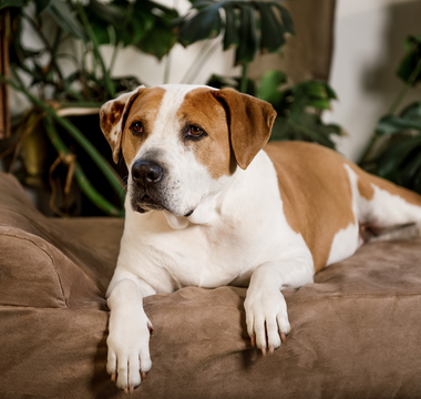 Signs Your Dog Might Be Struggling with Mobility