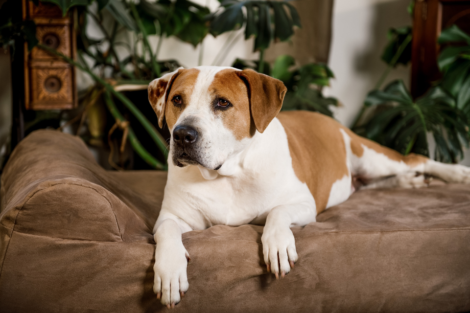Signs Your Dog Might Be Struggling with Mobility