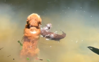 Golden Retriever Makes Waves With an Unexpected Friend