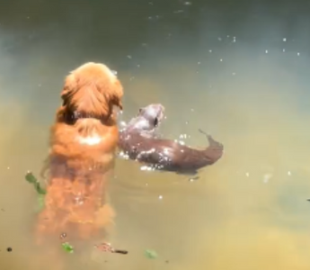 Golden Retriever Makes Waves With an Unexpected Friend