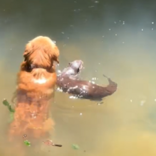 Golden Retriever Makes Waves With an Unexpected Friend