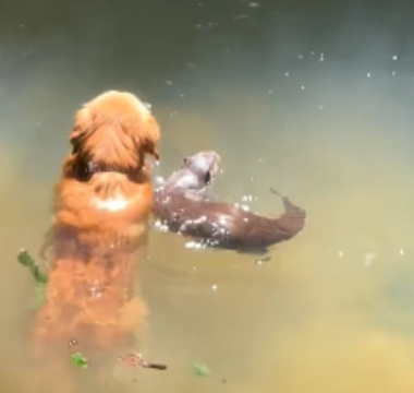 Golden Retriever Makes Waves With an Unexpected Friend