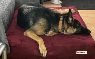 Ruger’s First Bed: A Rescue Pup Finds Comfort with Barker Beds