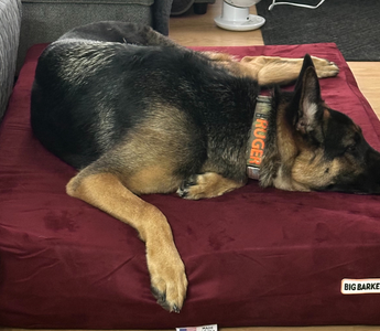 Ruger’s First Bed: A Rescue Pup Finds Comfort with Barker Beds