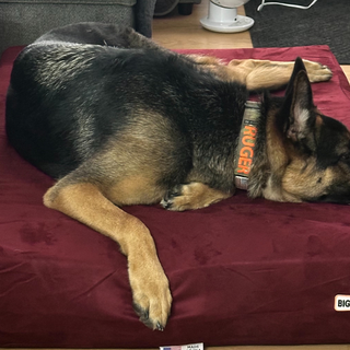 Ruger’s First Bed: A Rescue Pup Finds Comfort with Barker Beds