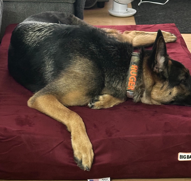 Ruger’s First Bed: A Rescue Pup Finds Comfort with Barker Beds